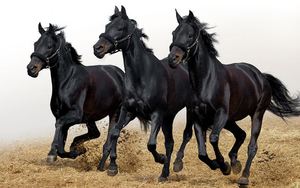 hd-horse-wallpaper-with-three-black-horses-running-fast-wallpaper