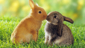 hd-rabbits-wallpapers-brown-and-gray-rabbit-on-the-grass-hd-rabbi