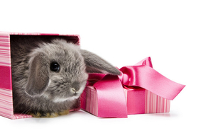 hd-rabbit-wallpaper-with-a-rabbit-inside-a-pink-box-rabbits-backg