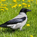 photo-of-a-crow-on-the-grass-with-yellow-flowers-hd-birds-wallpap