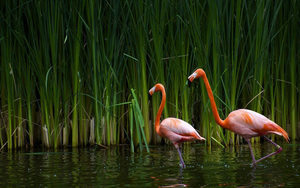 picture-of-flamingos-walking-through-the-water-hd-flamingo-wallpa