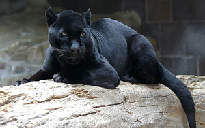wallpaper-of-a-big-black-panther