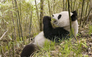 wallpaper-of-a-eating-panda-bear-hd-panda-bears-wallpapers