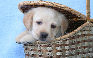 wallpaper-of-a-labrador-puppy-sitting-in-a-basket-hd-dog-wallpape