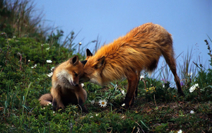 wallpaper-of-two-cuddling-red-foxes-hd-animals-wallpapers