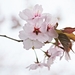 japanese-cherry-trees-2193251_960_720