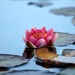 water-lily-2922747_960_720