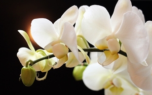orchids-2055189_960_720