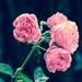 pink-roses-2533389_960_720