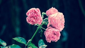 pink-roses-2533389_960_720