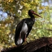black-stork-2877819_960_720