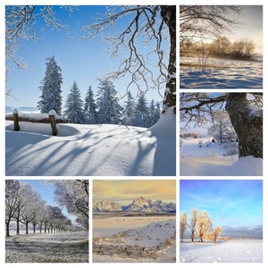 foto-van-een-winter-landschap-met-een-dikke-boom-COLLAGE
