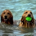 dogs-1642367_960_720