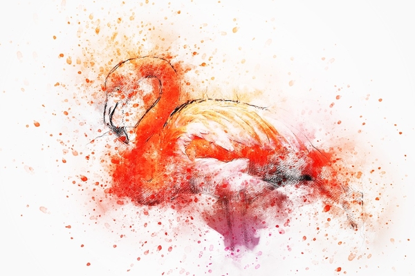 flamingo-2548748_960_720