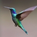 hummingbird-2139279_960_720
