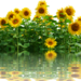 sunflower-2760147_960_720
