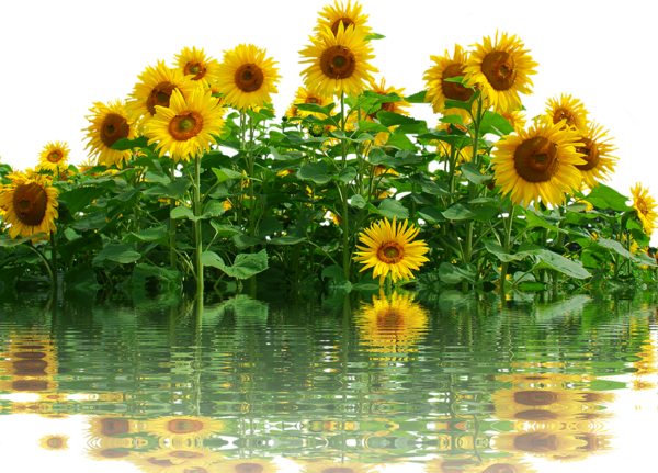sunflower-2760147_960_720