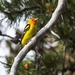 western-tanager-2268822_960_720