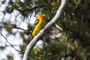 western-tanager-2268822_960_720