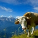 alpine-cow_372131223
