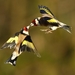 birds-goldfinches_1847976557