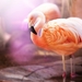 flamingos-bbirds-macro_403513580