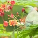 green-parrot-bird-with-flowers_1265100738