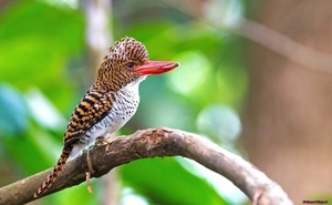 kingfisher-bird-branch_1856906774