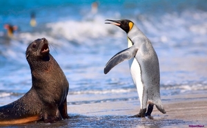 king-penguin-and-antarctic-seal_911379651