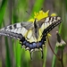 papilio-machaon-butterfly_971326531