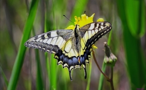 papilio-machaon-butterfly_971326531