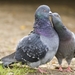 pigeon-kissing_1839210915