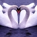 white-swan_1964363224