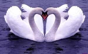 white-swan_1964363224