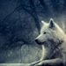 white-wolf_975283390