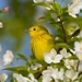 yellow-warbler_447253069
