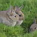 young-rabbits_923932189