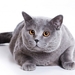 big-gray-cat_462806494