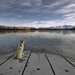 dog-at-a-lake_1521931296
