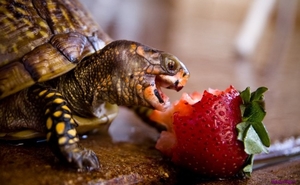 turtles-eat-strawberry_172240078