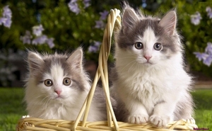 two-color-kittens-fluffy-basket_1526425496