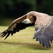 vulture_300415269