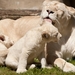 white-lions-family_1838267284