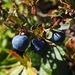 blueberries-2799663_960_720