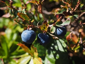 blueberries-2799663_960_720