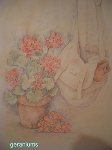 geraniums  (pasteltekening)