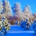 225275_drzewa_krzewy_snieg_zima