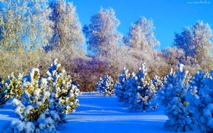 225275_drzewa_krzewy_snieg_zima
