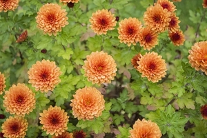 chrysanthemum-2891634_960_720