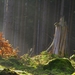 magic-forest-1984254_960_720